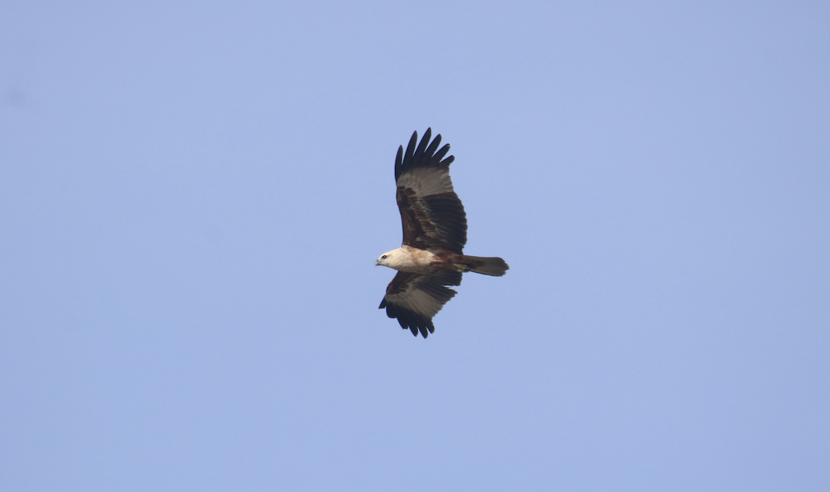 White-bellied Sea-Eagle - ML612481357