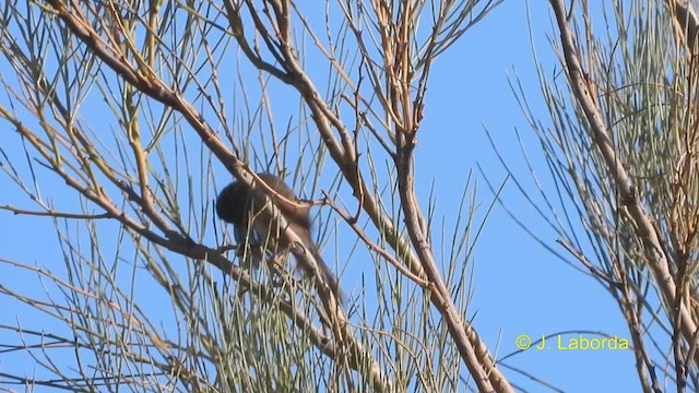 Dartford Warbler - ML612481403