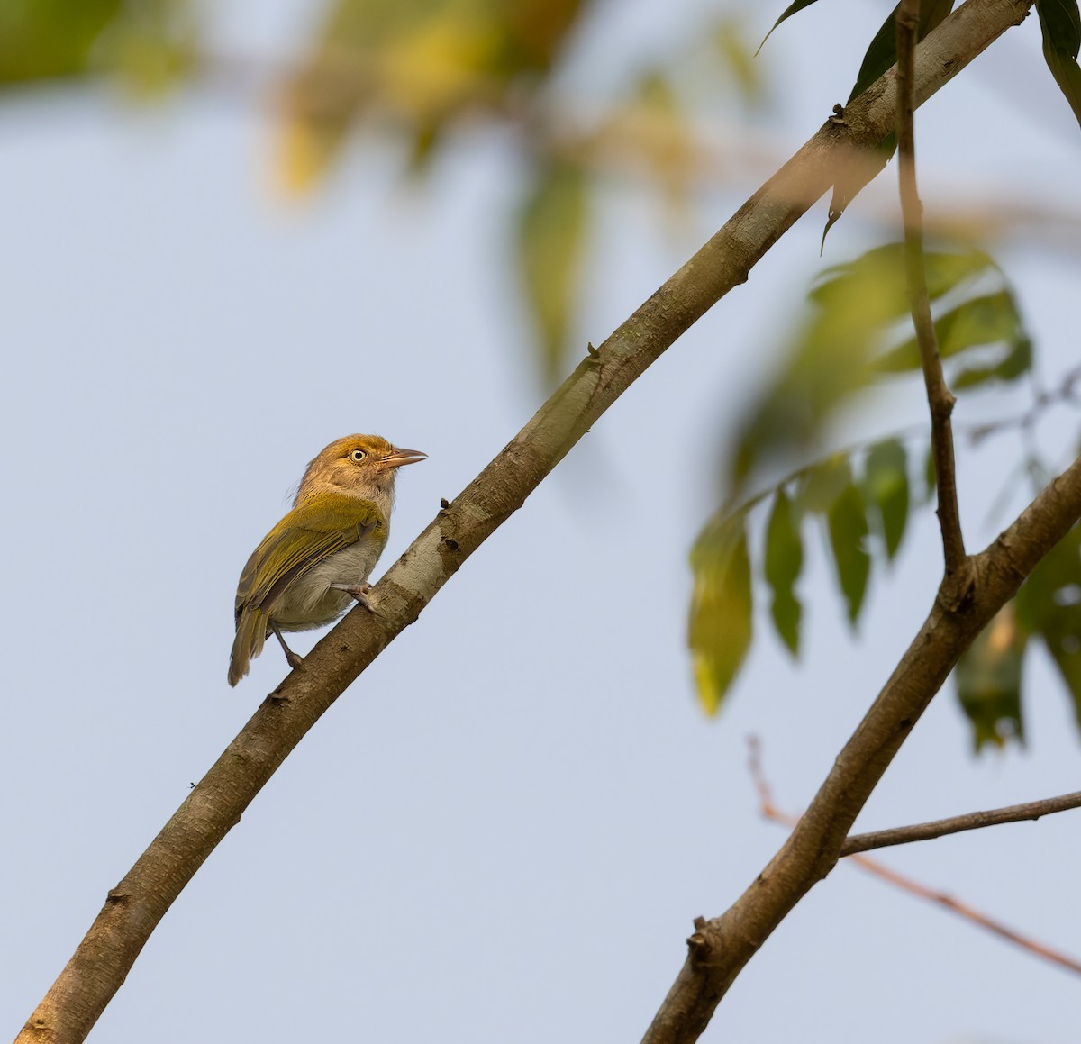 Graubrustvireo - ML612481405