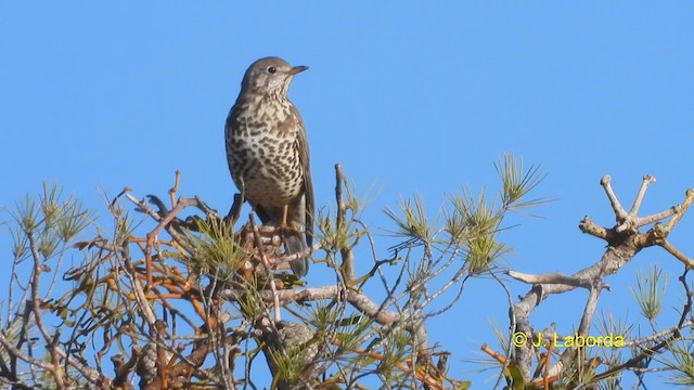 Mistle Thrush - ML612481407