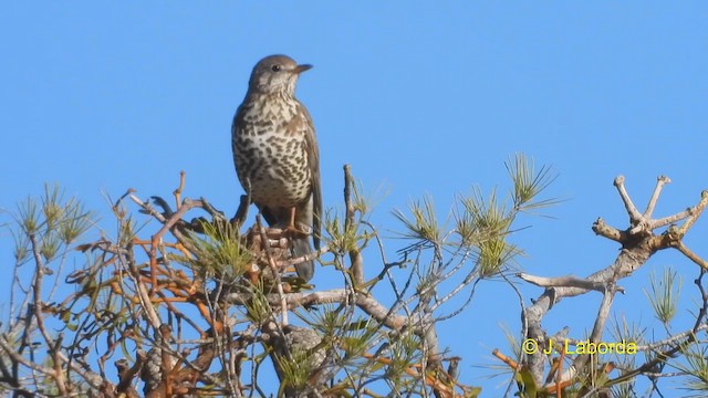 Mistle Thrush - ML612481408