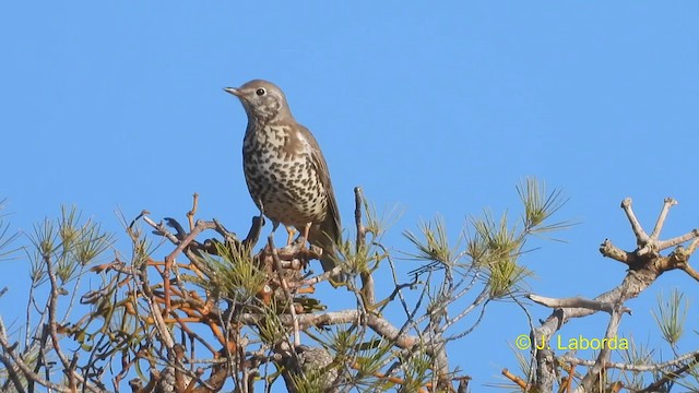 קיכלי גדול - ML612481409