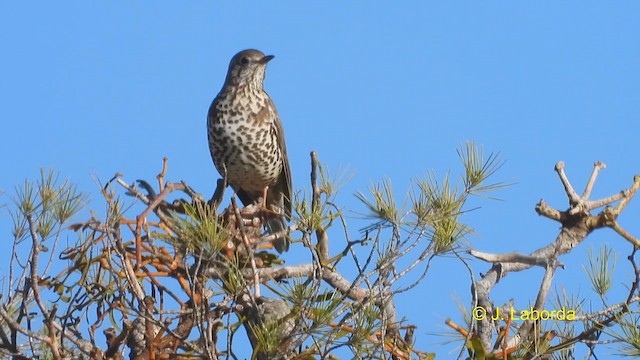 Mistle Thrush - ML612481410