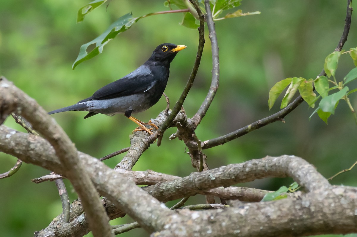 Yellow-legged Thrush - Fernando Vidal Volpe