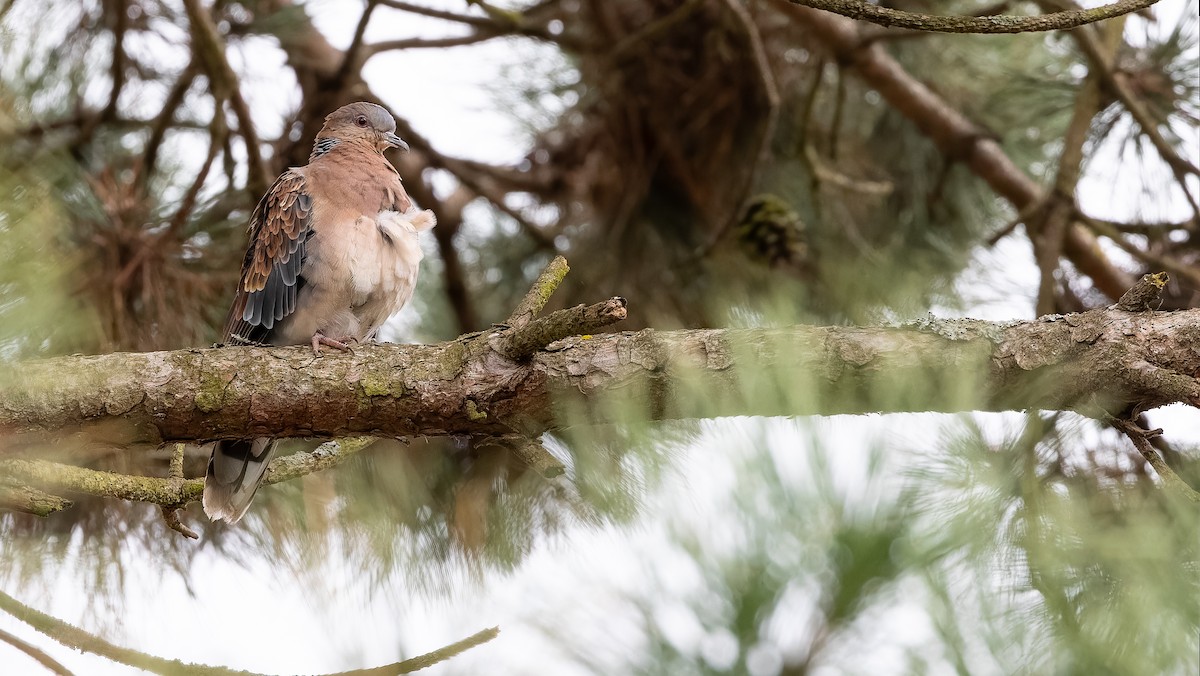 Oriental Turtle-Dove - ML612481421