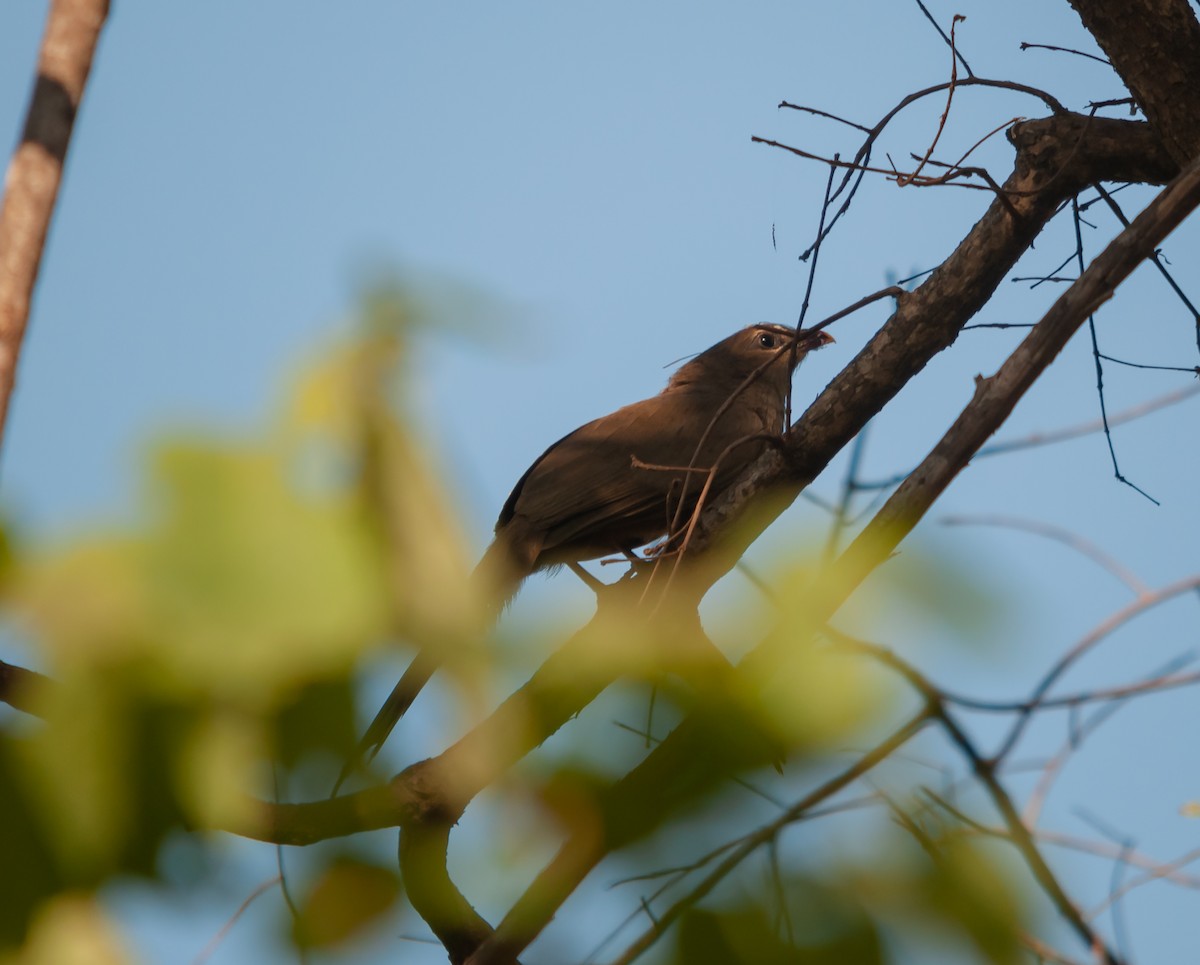 Sirkeer Malkoha - ML612481460