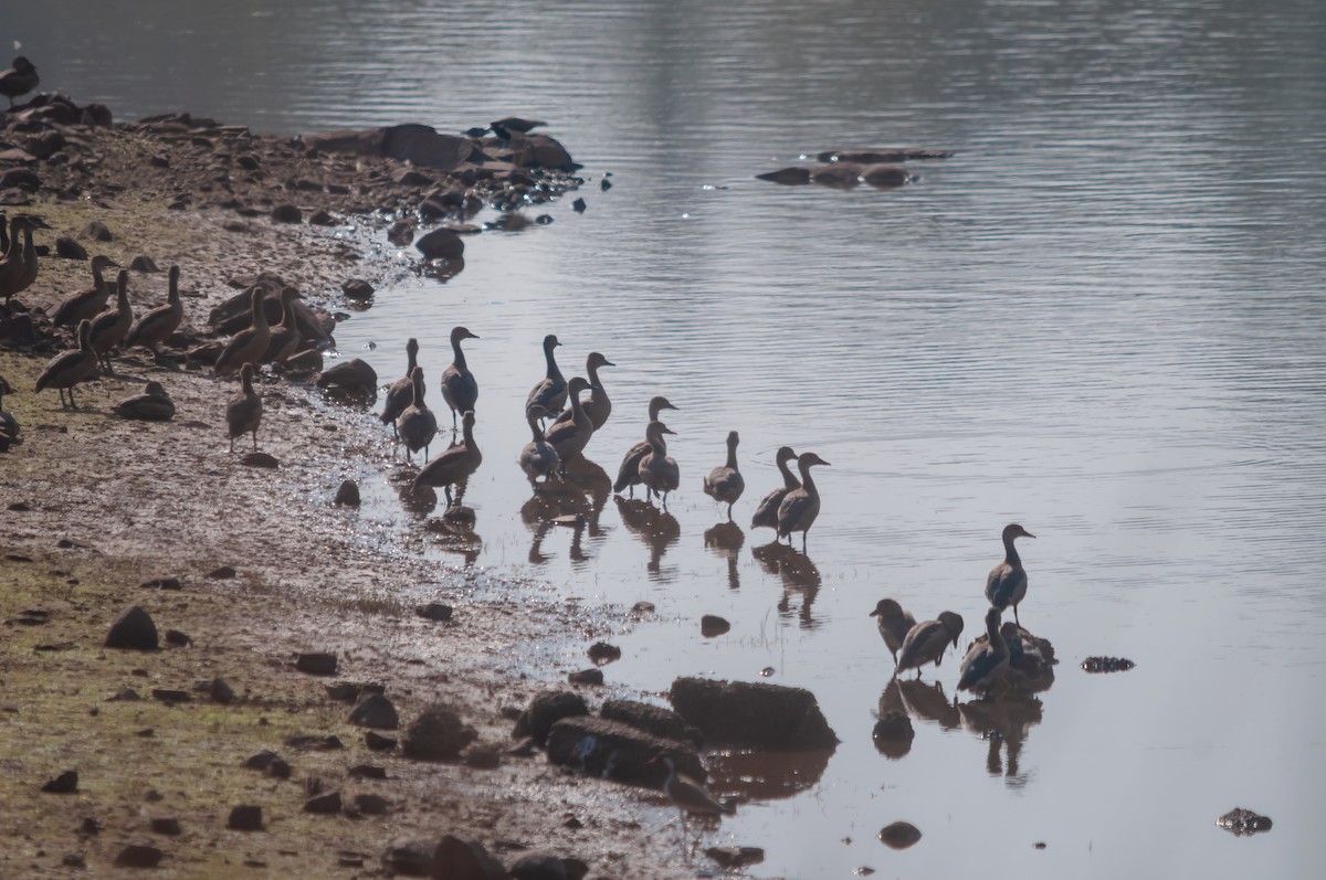 Lesser Whistling-Duck - ML612481462