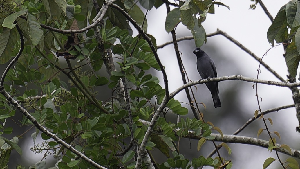 Sunda Cuckooshrike - Robert Tizard