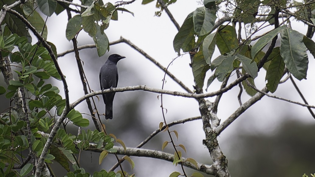 Sunda Cuckooshrike - Robert Tizard