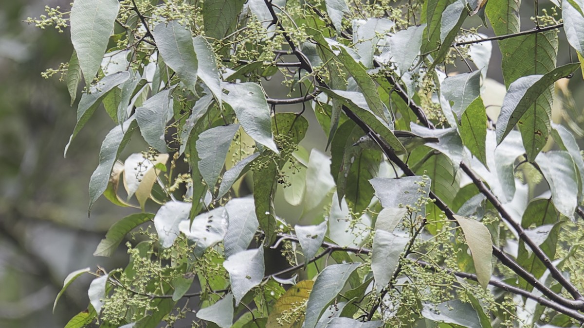 Pygmy White-eye - ML612481479