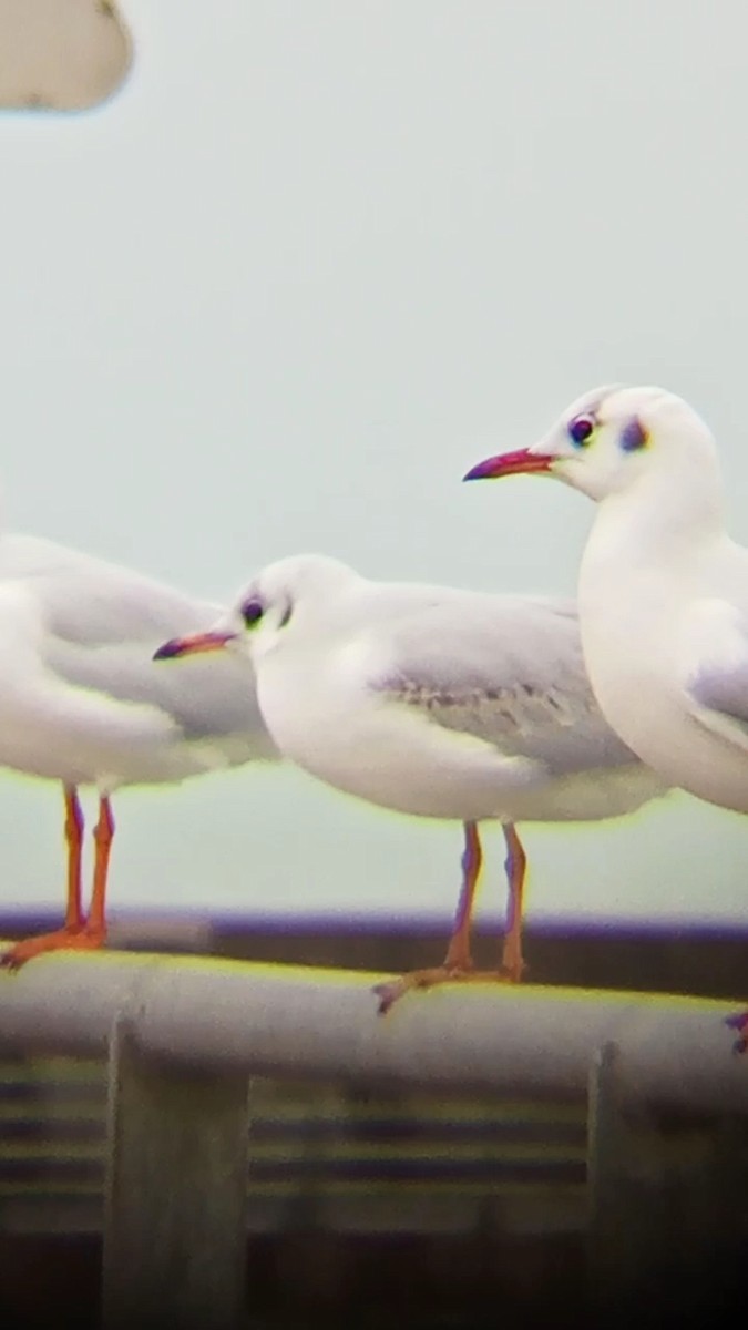 Gaviota Reidora - ML612481482