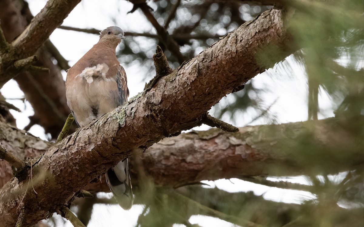 金背鳩 - ML612481501