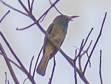 Blue-bearded Bee-eater - ML612481573