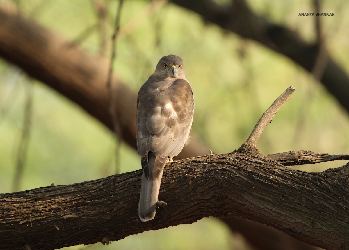 Shikra - Ananya Shankar