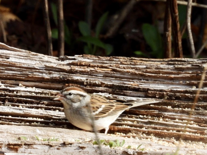 Chipping Sparrow - ML612481708