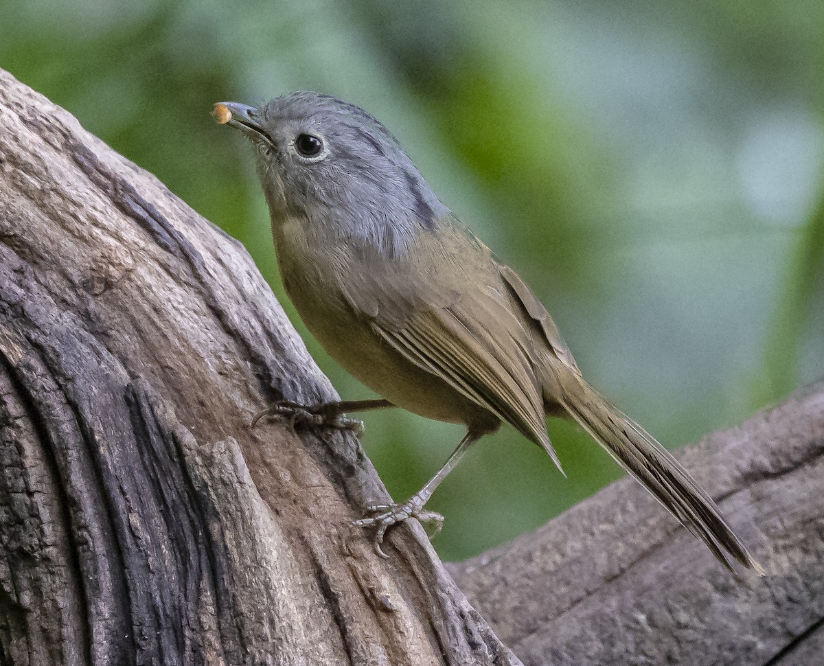 Yunnan Fulvetta - ML612481712