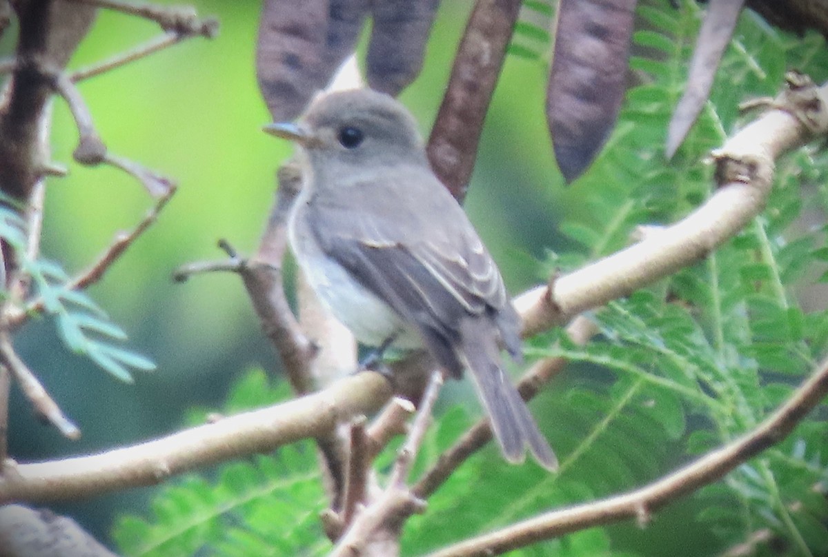 Ashy-breasted Flycatcher - Gwen So