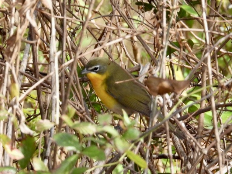 Yellow-breasted Chat - ML612481723