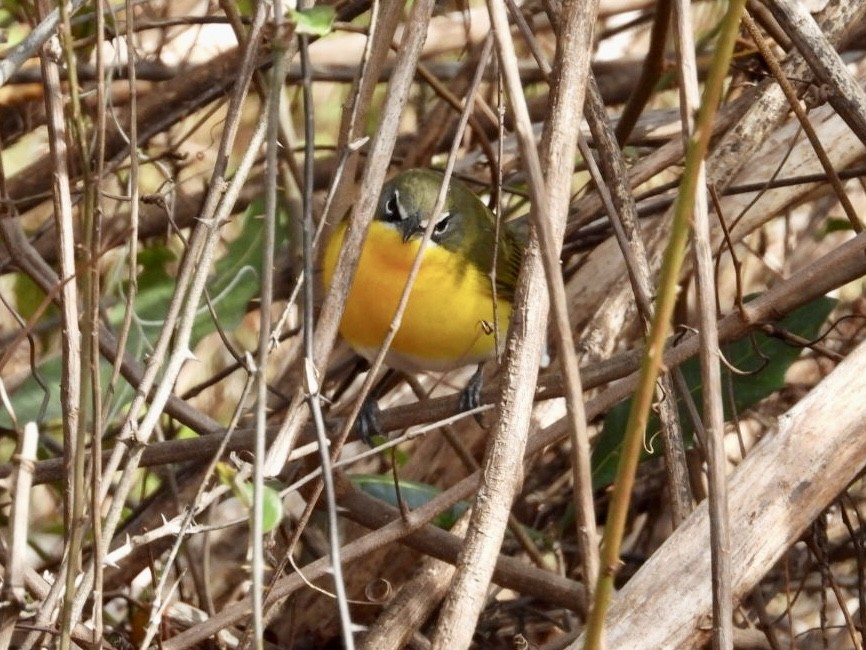 Yellow-breasted Chat - ML612481724
