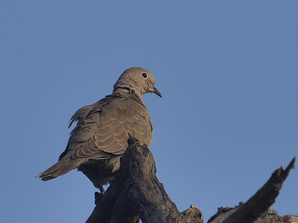 Eurasian Collared-Dove - Bharath Ravikumar