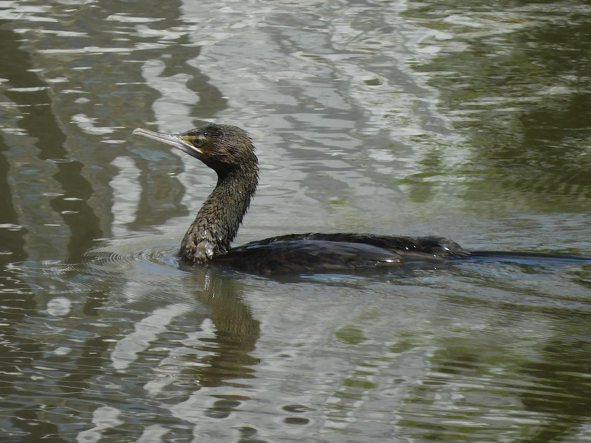 Little Black Cormorant - ML612481747