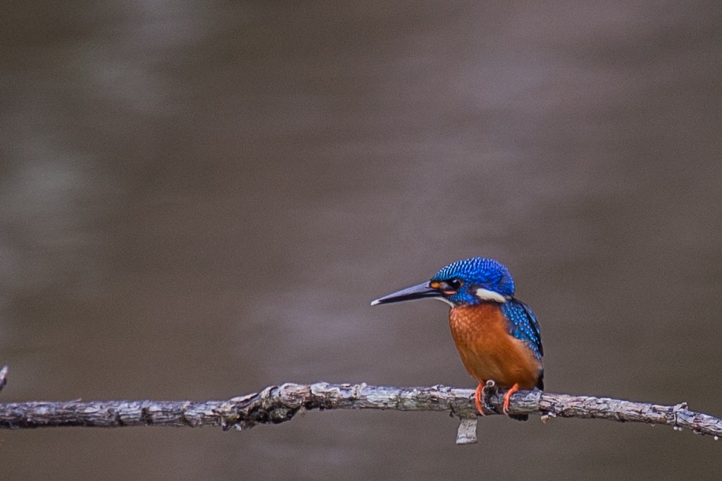 Blue-eared Kingfisher - Robert Tizard