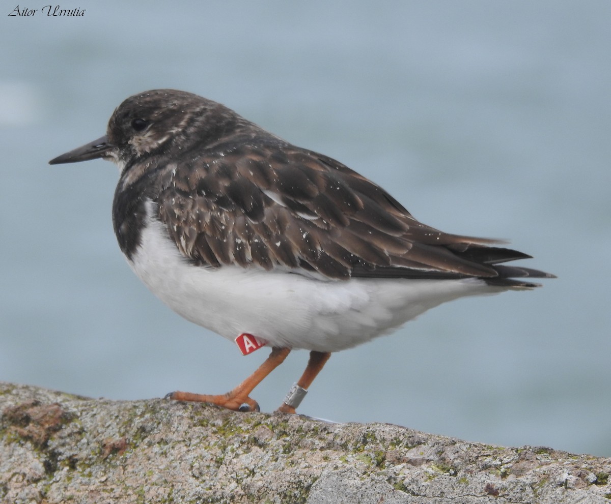 Ruddy Turnstone - Aitor Urrutia