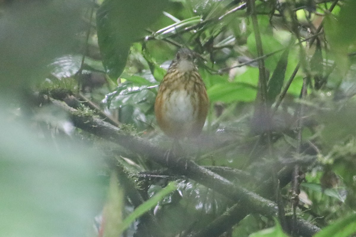 Thicket Antpitta - Aarzu Maknojia