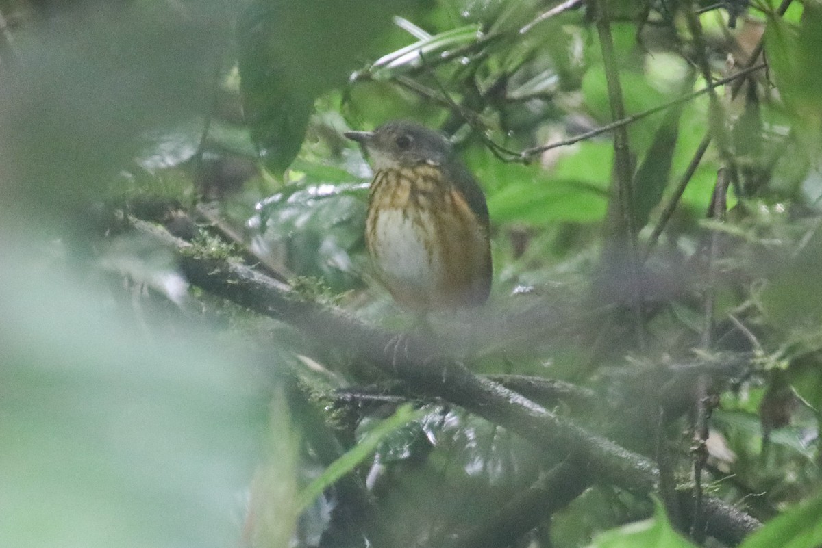 Thicket Antpitta - ML612481825