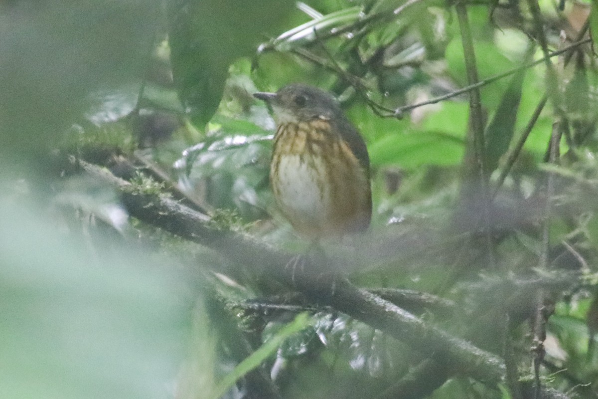 Thicket Antpitta - Aarzu Maknojia