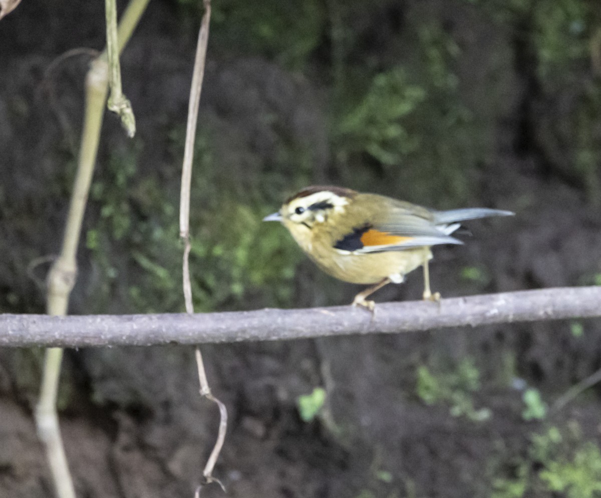 Rufous-winged Fulvetta - ML612481847