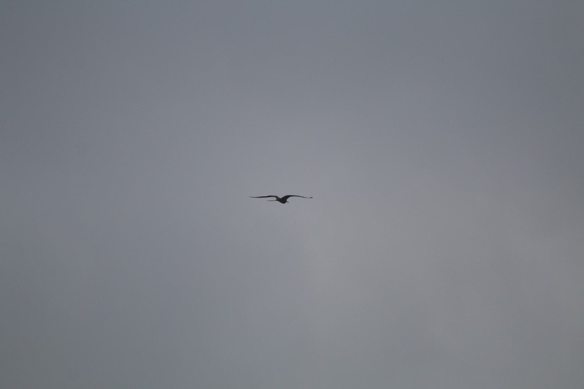 Magnificent Frigatebird - Blair Clark