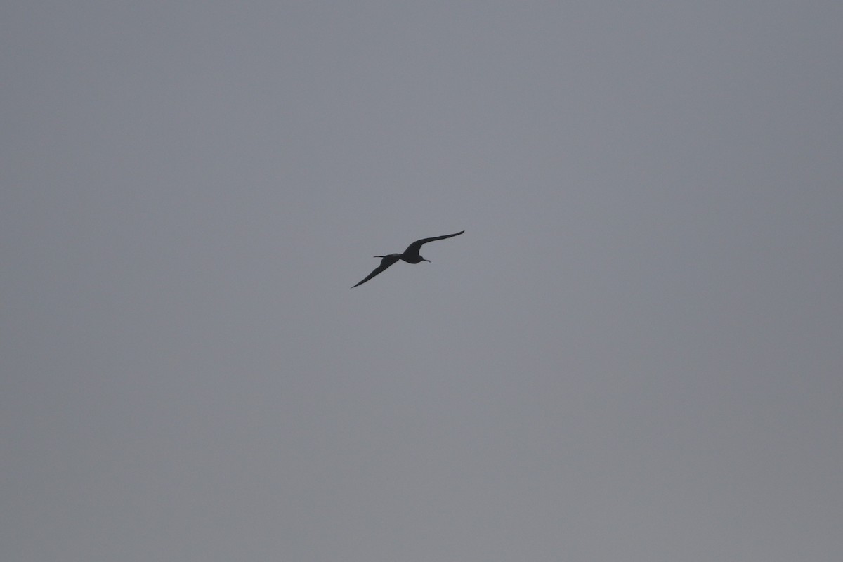 Magnificent Frigatebird - ML612481877