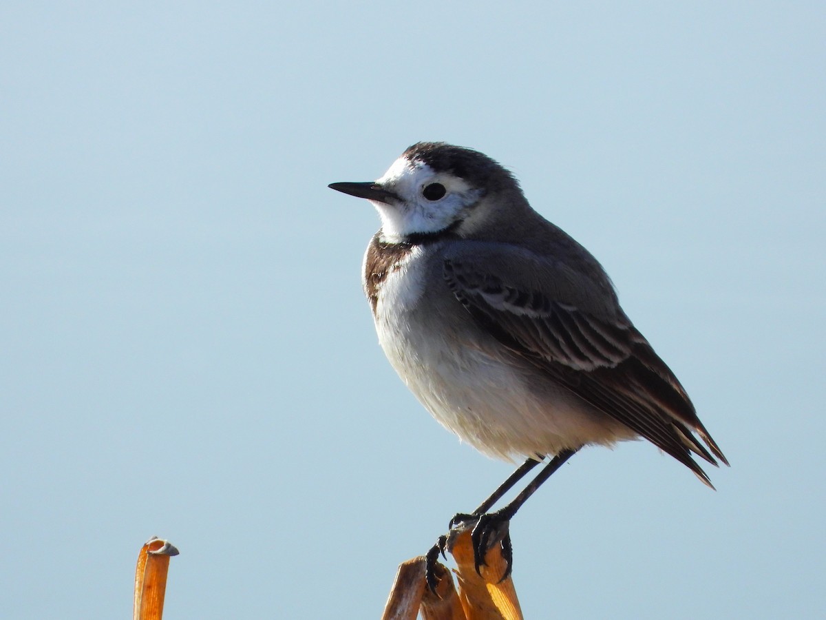 白鶺鴒 - ML612481908