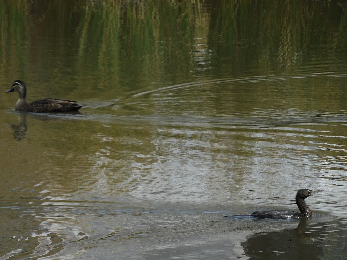 Cormorán Totinegro - ML612481916