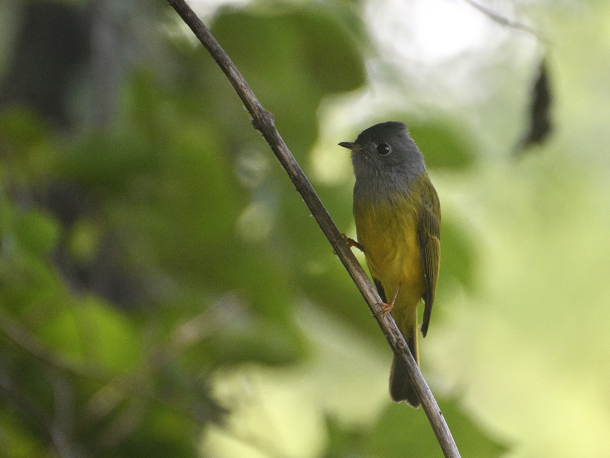 Gray-headed Canary-Flycatcher - Bharath Ravikumar