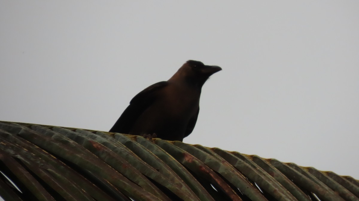 House Crow - ML612482028