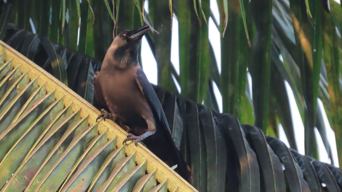 House Crow - ML612482029