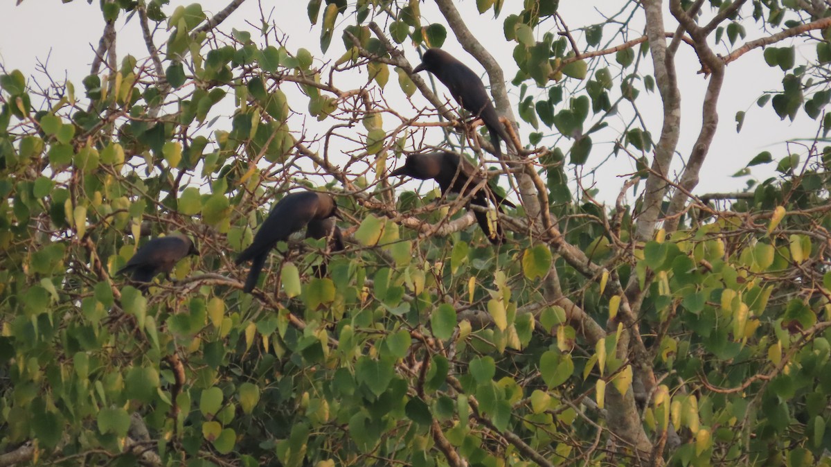 House Crow - ML612482031