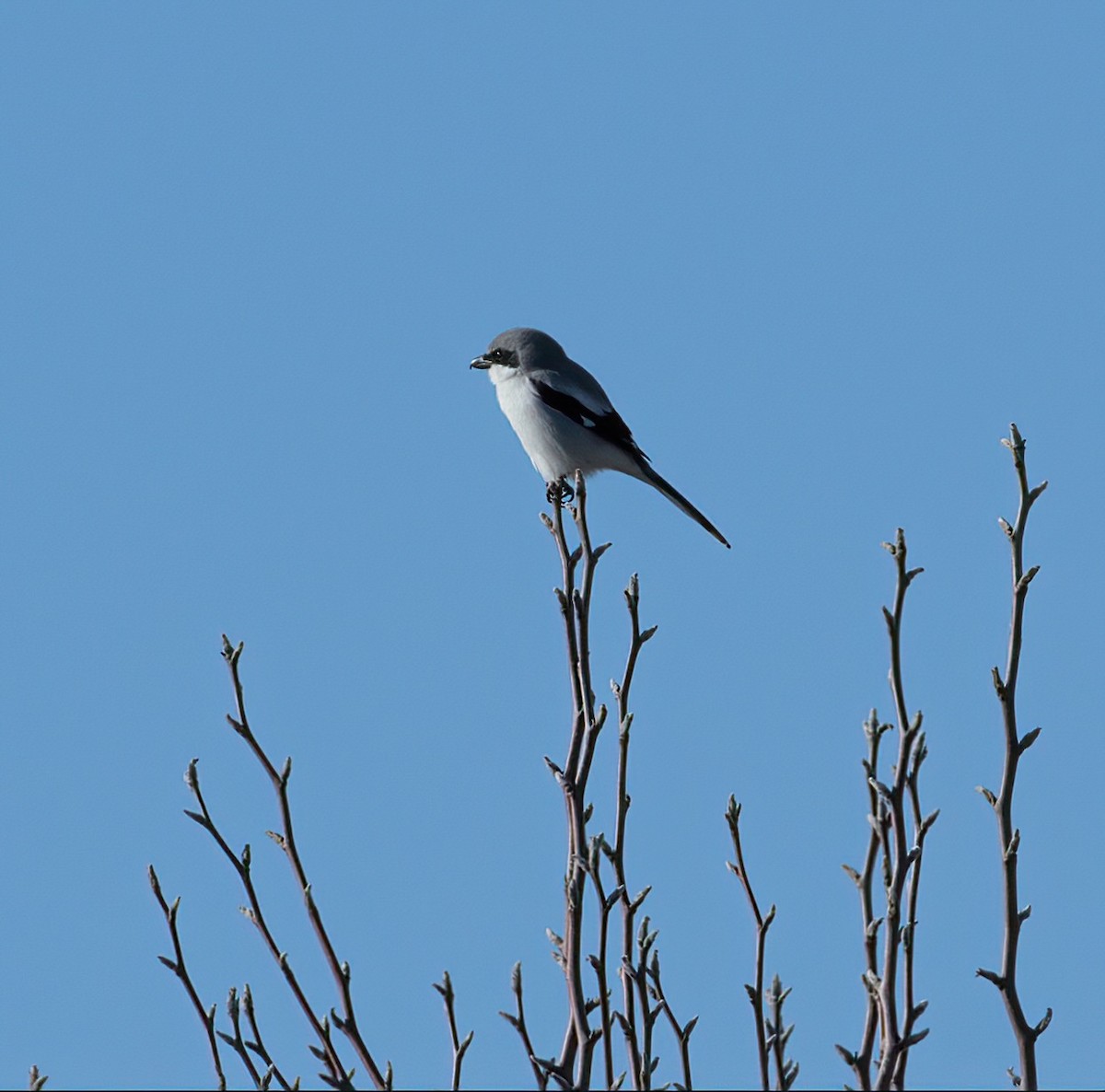 Loggerhead Shrike - ML612482051