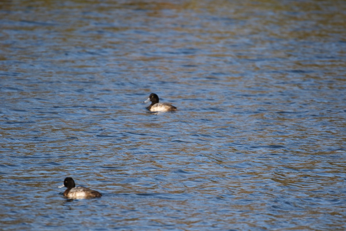 Greater Scaup - Brooke Smith