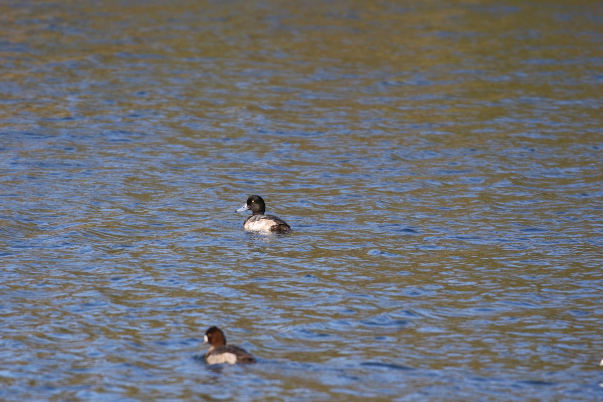 Greater Scaup - Brooke Smith