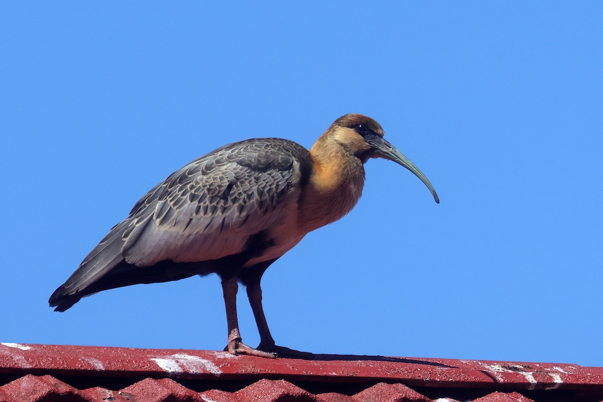 Black-faced Ibis - Doug Hommert