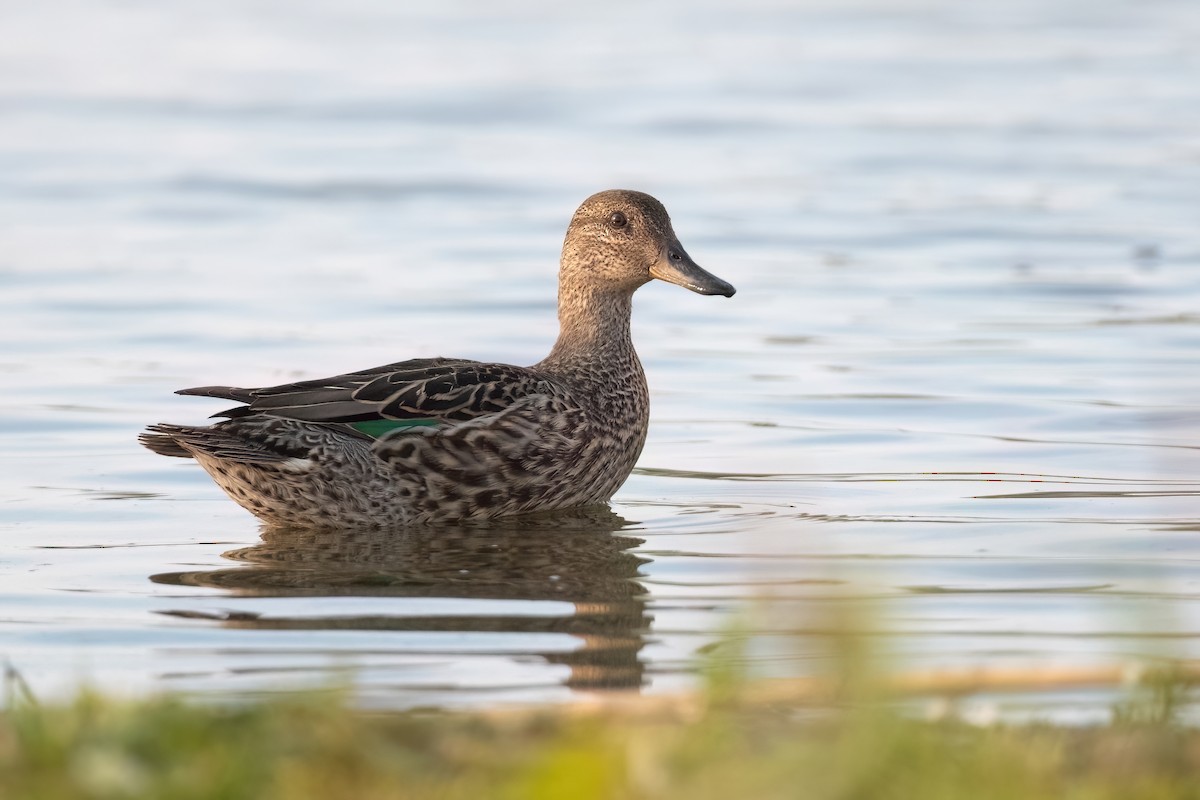 Green-winged Teal - ML612482472