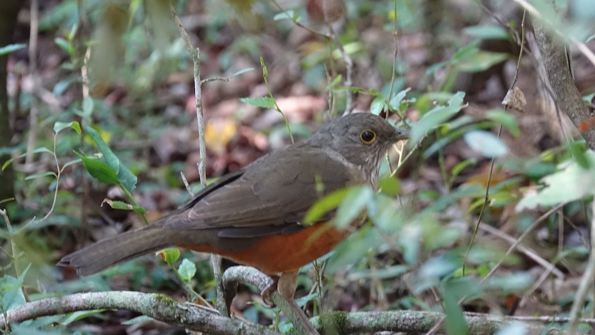 Rufous-bellied Thrush - ML612482489