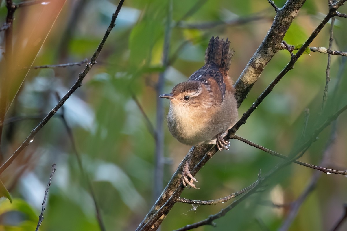 Marsh Wren - ML612482519