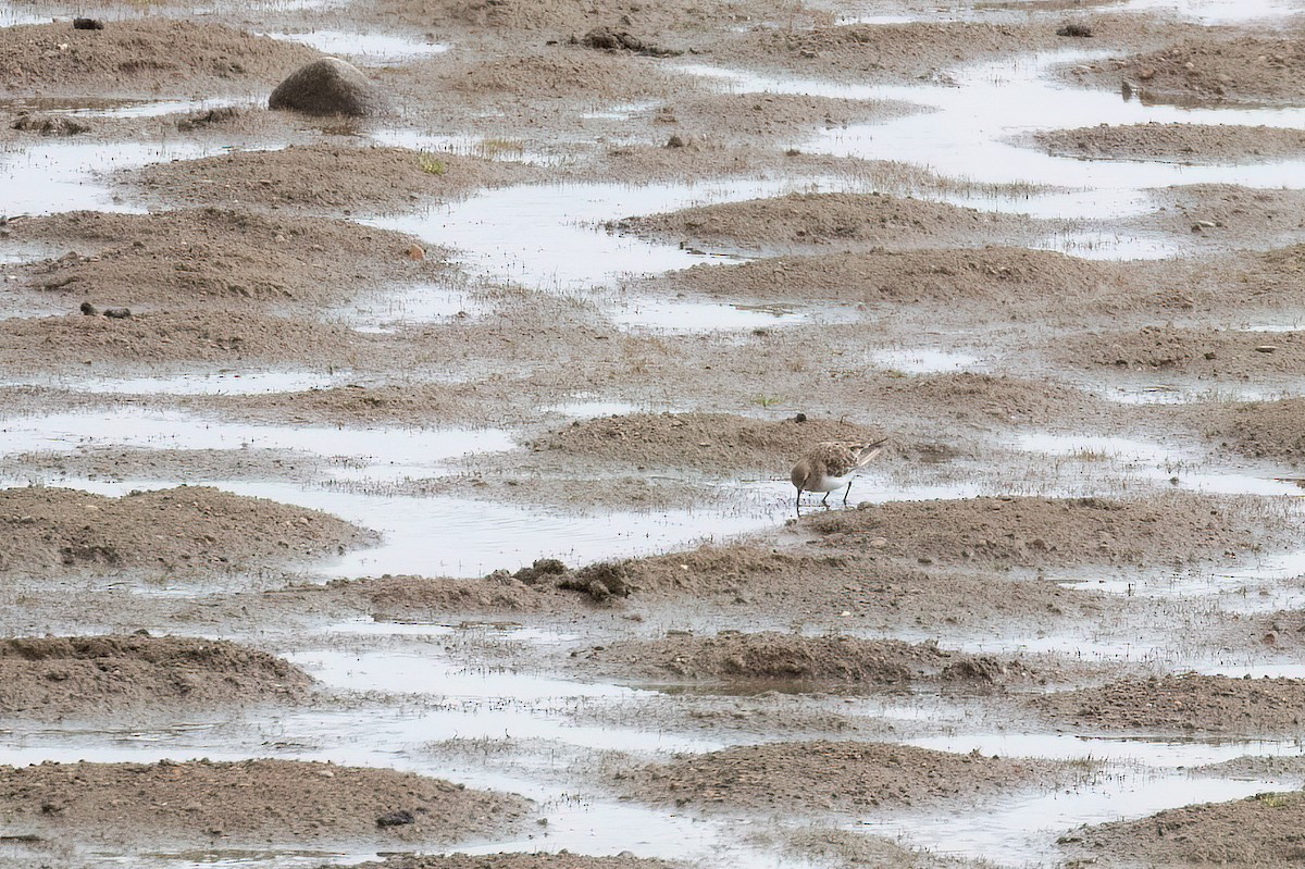 Baird's Sandpiper - ML612482549