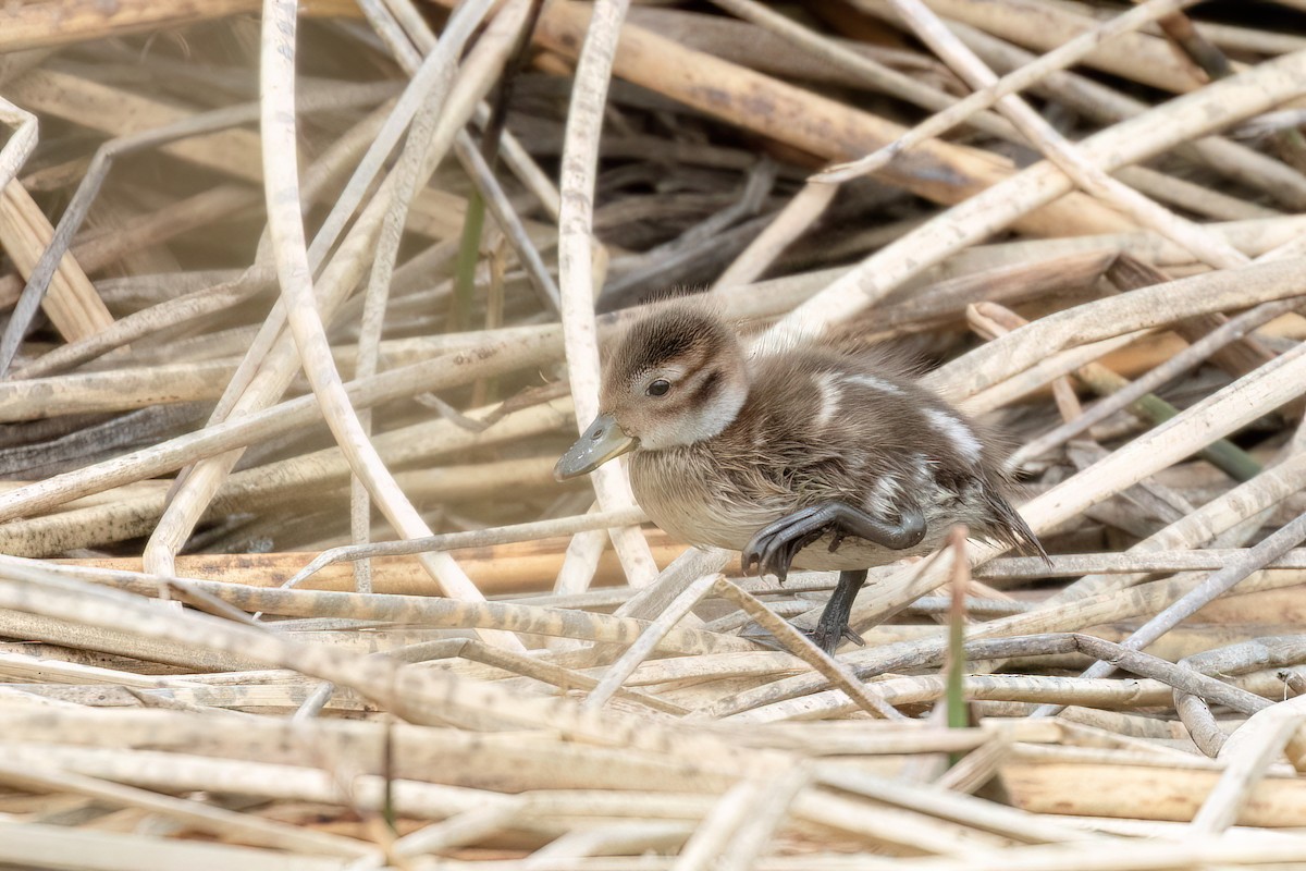 Yellow-billed Pintail - ML612482555