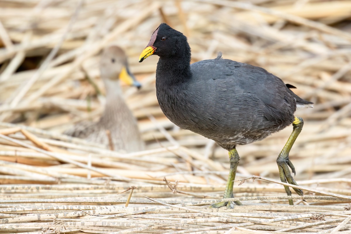 Red-fronted Coot - Marcos Eugênio Birding Guide