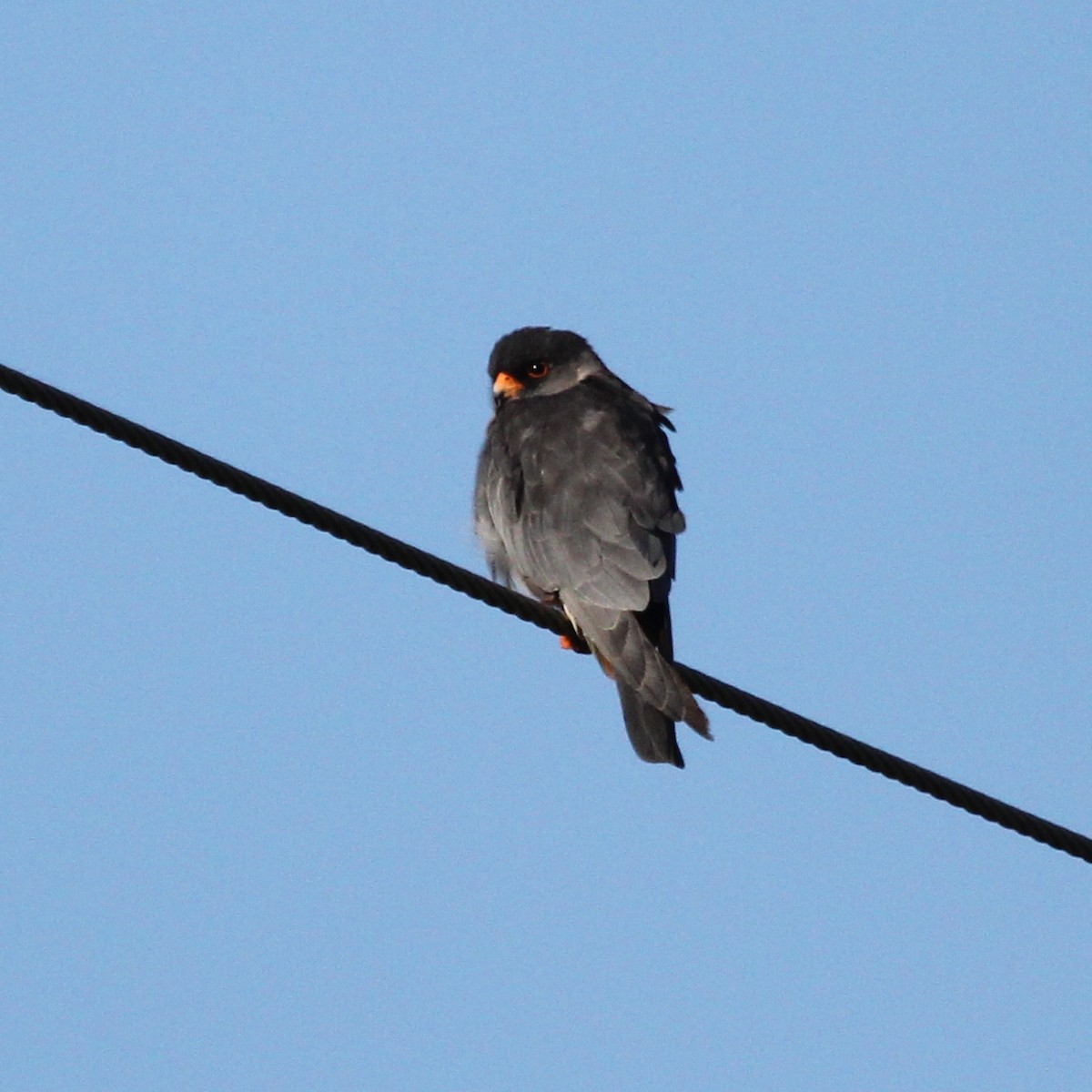 Amur Falcon - Ian Rijsdijk